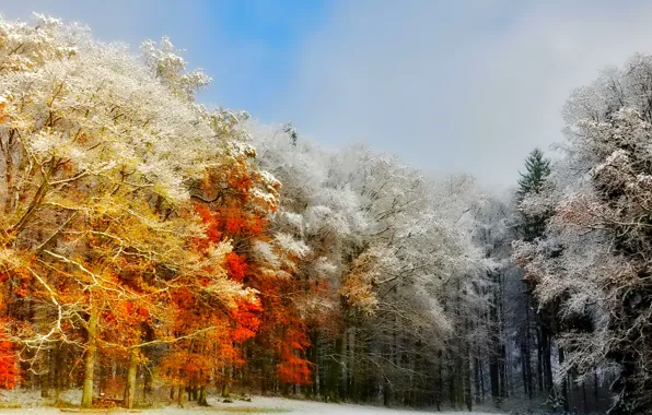 Картинка иней, осень, лес, небо, деревья