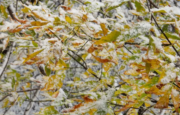 Картинка осень, листья, снег, ветки, природа, лист, widescreen, растения, ветка, wallpaper, метель, широкоформатные, background, обои на …