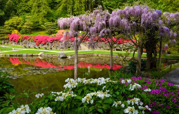 Картинка пруд, Сиэтл, Японский сад, гортензия, Seattle, штат Вашингтон, глициния, вистерия, Washington State, Seattle Japanese Garden
