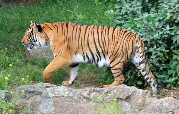 Картинка прогулка, Индокитайский тигр (Panthera tigris corbetti), обзор территории, всматривание, Берлинский зоопарк (Zoologischer Garten Berlin)