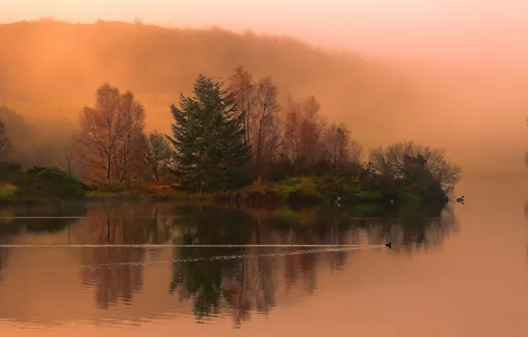 Картинка деревья, птицы, туман, озеро, берег, утро