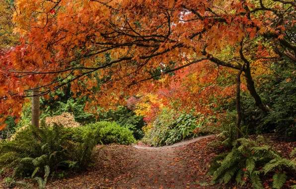 Картинка осень, листья, деревья, парк, Сиэтл, папоротник, кусты, Seattle, Дендрарий штата Вашингтон, Washington Park Arboretum, тропмнка