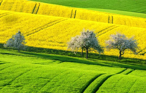 Картинка поле, деревья, холмы, весна, Германия, рапс