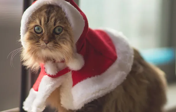 Картинка глаза, животное, Кошки, костюм, Ben Torode, Christmas Cat