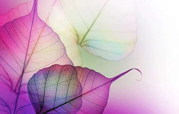 Картинка листья, прозрачные, фиолетовые, прожилки, сиреневые