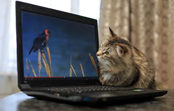 Картинка кошка, фон, ноутбук