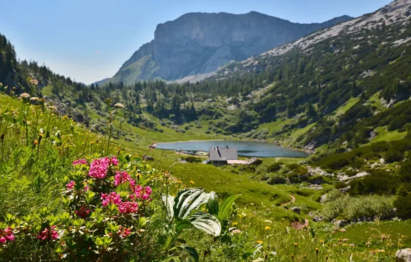 Картинка цветы, горы, озеро, дом, Альпы