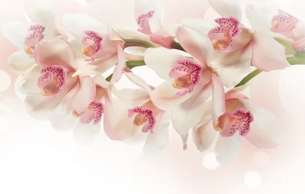 Картинка цветы, ветка, розовые, белые, орхидея