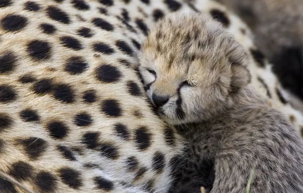 Картинка хищник, гепард, детёныш, Cheetah