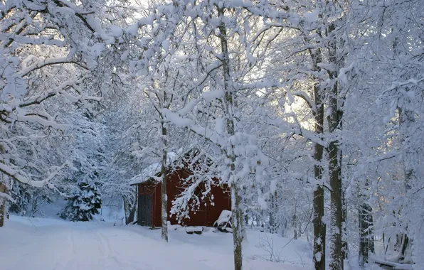Картинка Winter, trees, snow, building, shed
