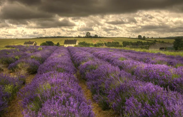 Картинка flowers, houses, lavender, countryside, farm, cloudy, farmland, lavender fields