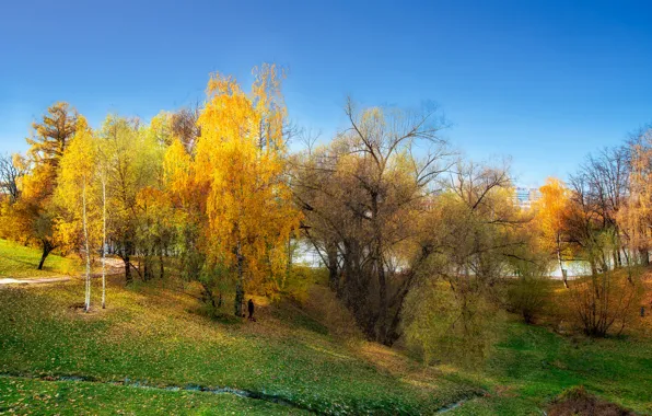 Картинка осень, деревья, жёлтые