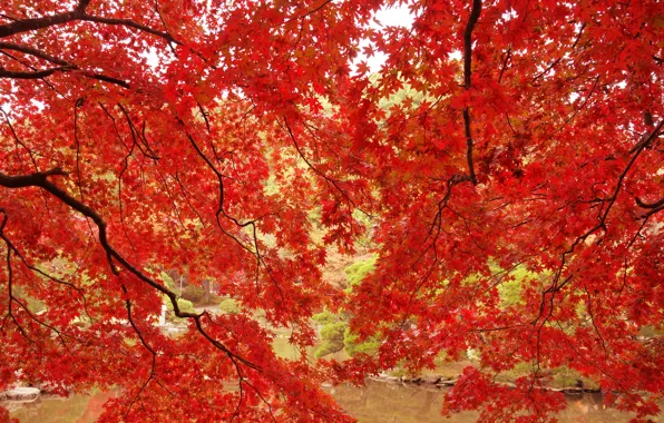 Картинка осень, листья, деревья, ветки, пруд, парк, клен, багрянец