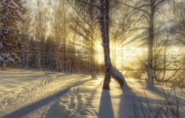 Картинка зима, снег, деревья, природа, фото, HDR, березы, лучи света
