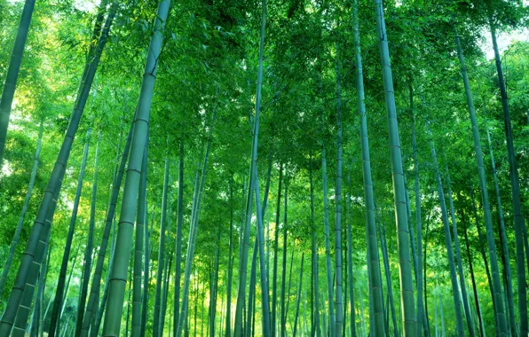 Картинка лес, заросли, бамбук, роща