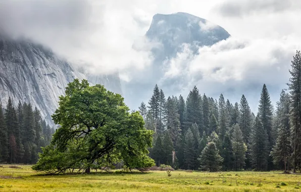Картинка California, Yosemite Valley, Cook's Meadow