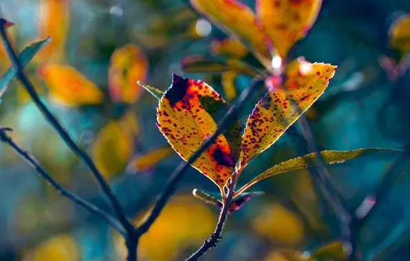 Картинка осень, листья, ветки, растение, размытость