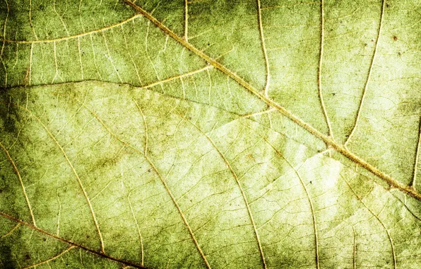 Картинка листья, зеленый, фон, текстура