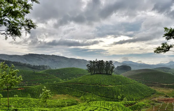 Картинка небо, облака, горы, холмы, Индия, Керала, Муннар, чайные плантации