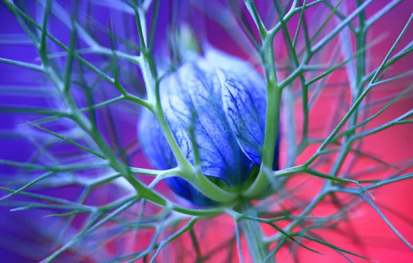 Картинка цветок, синий, 151, шипы