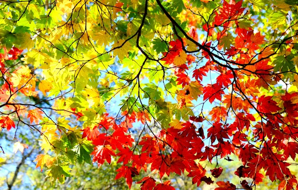 Картинка осень, небо, листья, ветки, дерево, багрянец