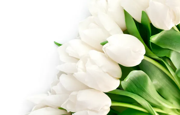 Картинка листья, цветы, яркие, красота, лепестки, тюльпаны, white, белые, flowers, beauty, petals, bright, Tulips