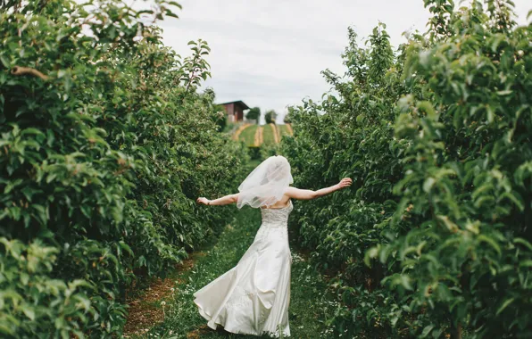 Картинка радость, невеста, аллея, свадьба, Apple Trees