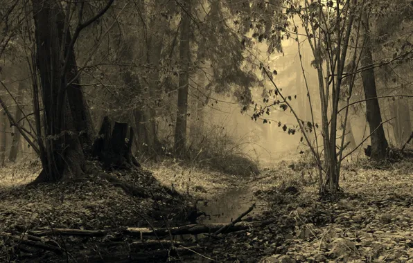Картинка иней, деревья, туман, ручей, Лес