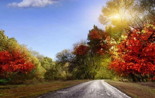 Картинка дорога, осень, небо, листья, лучи, пейзаж, природа, красочно