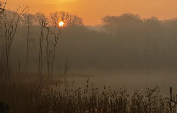 Картинка туман, озеро, восход, утро, Германия, Мекленбург-Передняя Померания, Национальный парк Мюриц