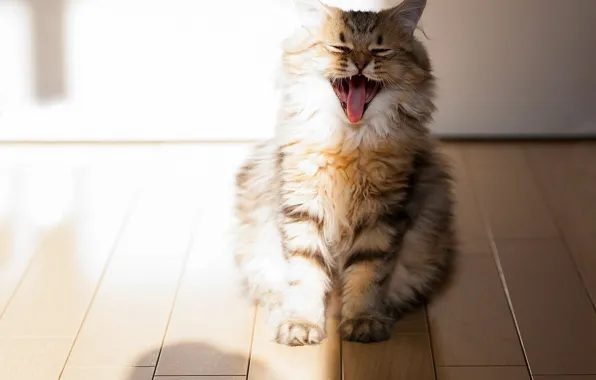 Картинка кот, Пушистый, полосатый, зевает