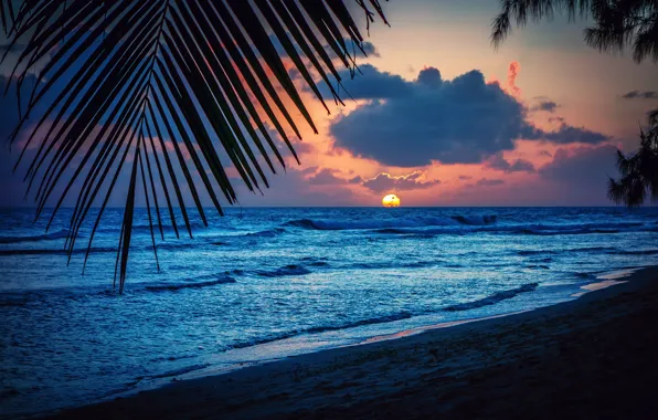 Картинка пляж, солнце, закат, лист, пальмы, вечер, силуэт, Барбадос, карибское море