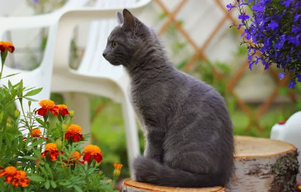 Картинка кошка, кот, цветы, размытость, пенек, стул, дымчатый, бархатцы