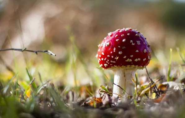 Картинка осень, лес, природа, гриб