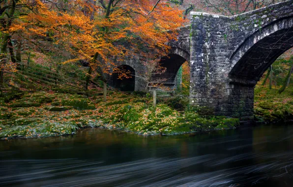 Картинка осень, лес, деревья, мост, парк, река