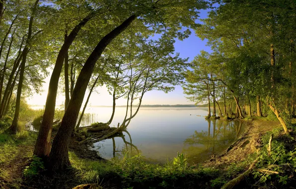 Картинка озеро, берег, Деревья