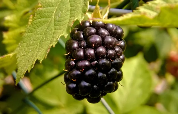 Картинка fruit, raspberries, tasty, black raspberry