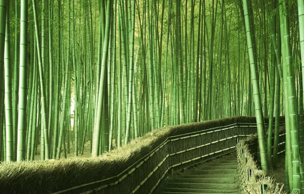 Картинка зелень, бамбук, Япония