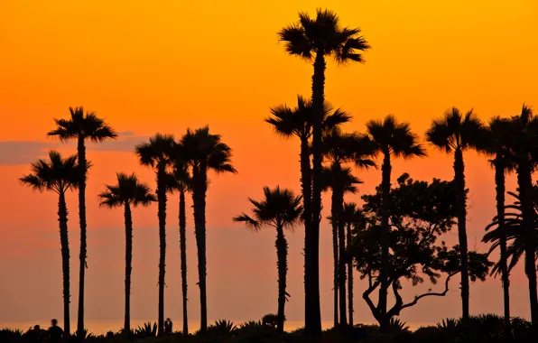 Картинка пляж, закат, пальмы, вечер, Калифорния