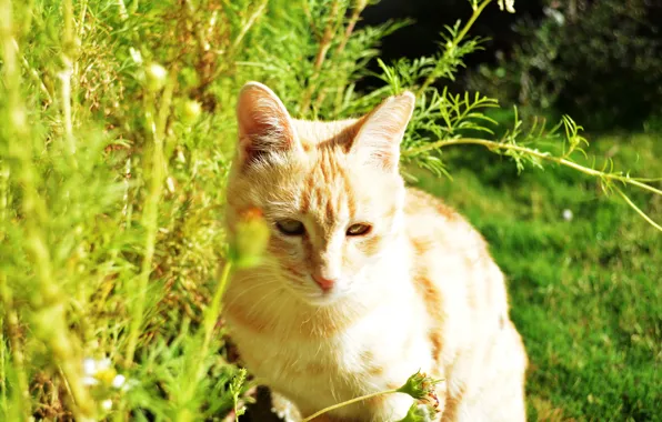 Картинка cat, beautiful, mesha