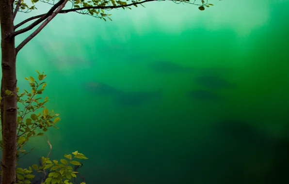 Картинка зелень, вода, озеро, Рыбы, стая, Блед