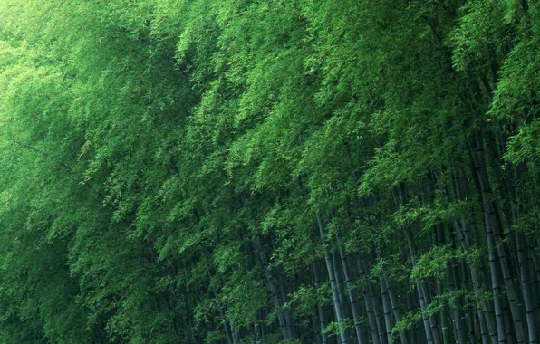 Картинка деревья, зеленый, бамбук