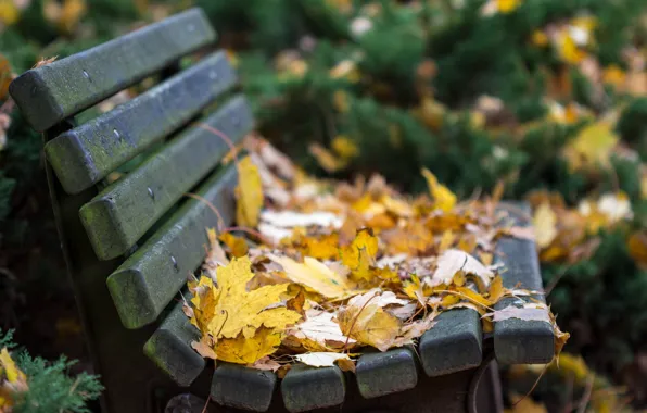 Картинка листья, природа, autumn bench