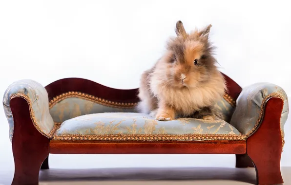 Картинка пушистый, кролик, диванчик