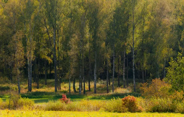 Картинка осень, лес, деревья