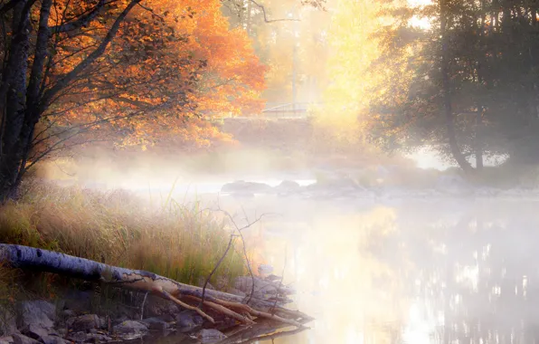 Картинка осень, листья, вода, деревья, пейзаж, природа, туман, отражение