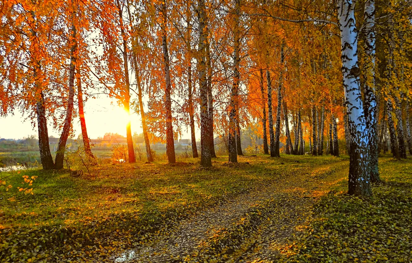 Фото обои дорога, осень, солнце, пейзаж, закат, природа, желтые листья, березы
