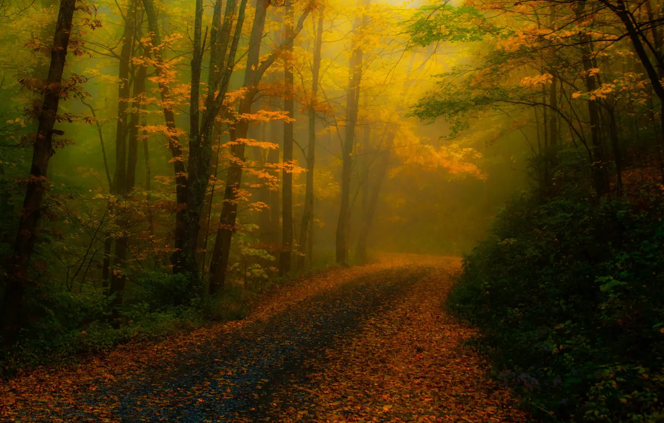Фото обои дорога, осень, лес, деревья, природа, туман, листва, обработка, США, Северная Каролина