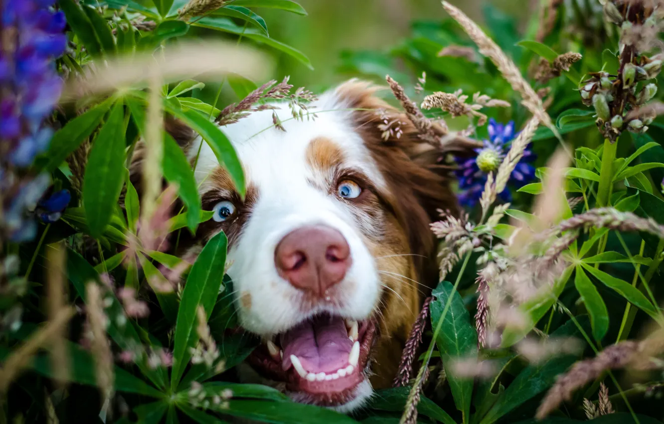 Фото обои взгляд, морда, листья, цветы, Собака, нос