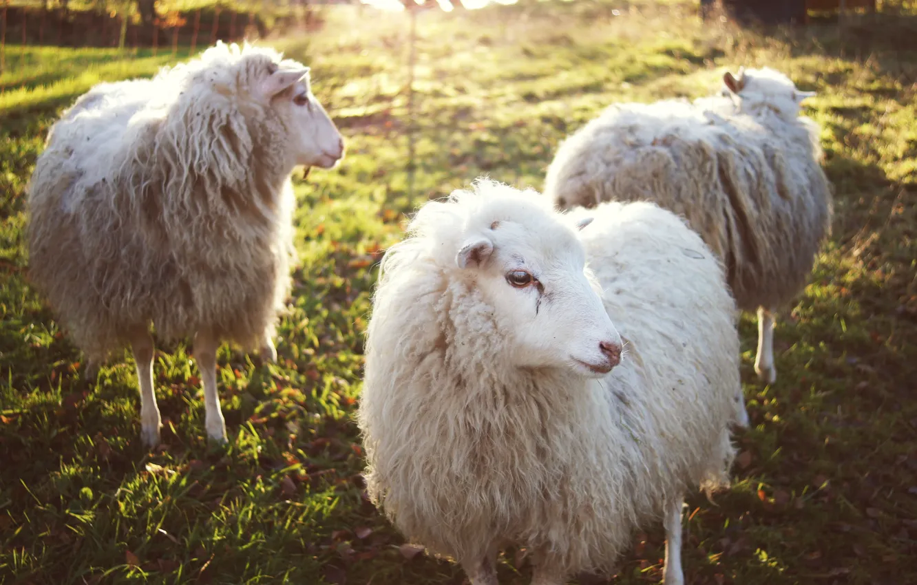 Фото обои животные, овцы, шерсть